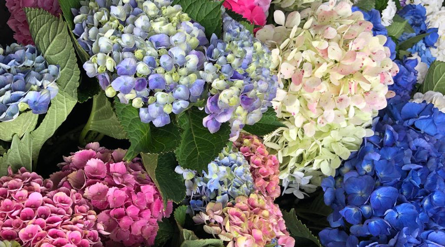 CARING FOR HYDRANGEAS
