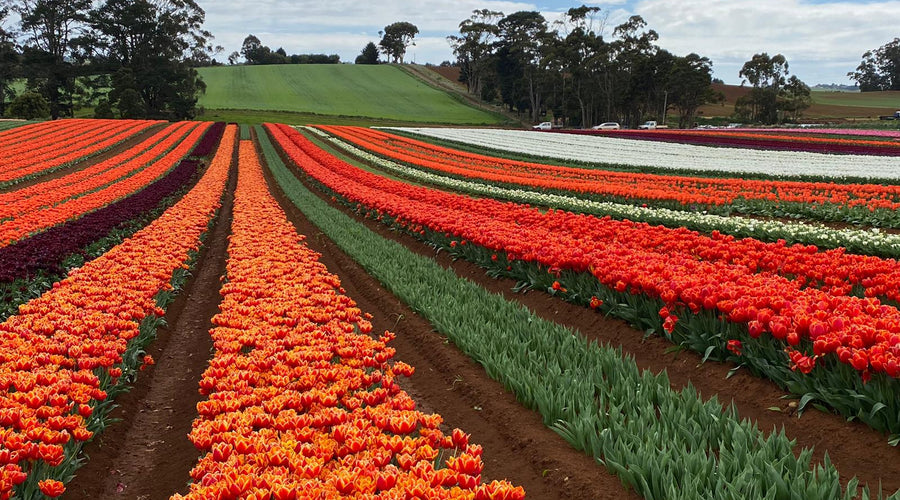 CARING FOR TULIPS AT HOME