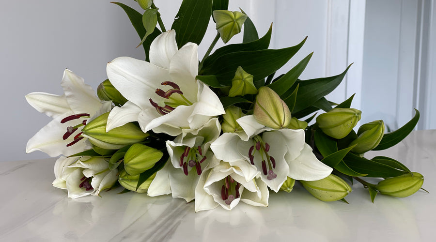 CARING FOR ORIENTAL AND ASIATIC LILIES
