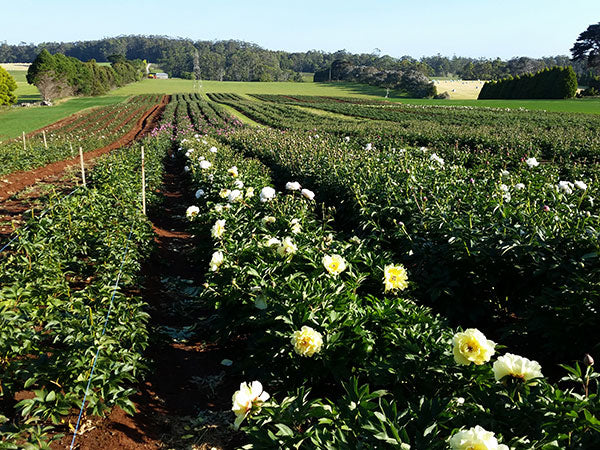 Peonies from the Paddock - The incredible story of Gateforth Farm