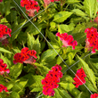 Load image into Gallery viewer, FARMGATE CELOSIA - MARKET BUNCH