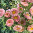 Load image into Gallery viewer, ASTERS