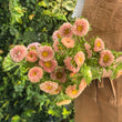 Load image into Gallery viewer, ASTERS APRICOT