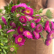 Load image into Gallery viewer, ASTERS DARK PINK