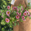 Load image into Gallery viewer, ASTERS PINK