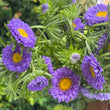 Load image into Gallery viewer, ASTERS PURPLE