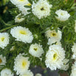 Load image into Gallery viewer, ASTERS WHITE