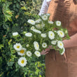 Load image into Gallery viewer, ASTERS WHITE
