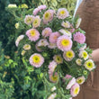 Load image into Gallery viewer, ASTER