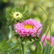 Load image into Gallery viewer, ASTER SINGLE FLOWER