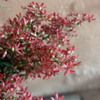 Load image into Gallery viewer, RED CHRISTMAS BUSH