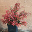 Load image into Gallery viewer, RED CHRISTMAS BUSH