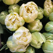 Load image into Gallery viewer, FARM FRESH TULIPS - SINGLE BUNCH (10 STEMS)