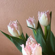 Load image into Gallery viewer, FARM FRESH TULIPS - SINGLE BUNCH (10 STEMS)