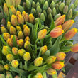 Load image into Gallery viewer, FARM FRESH TULIPS - DOUBLE BUNCH (20 STEMS)