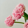 Load image into Gallery viewer, FARM FRESH TULIPS - DOUBLE BUNCH (20 STEMS)