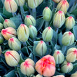 Load image into Gallery viewer, FARM FRESH TULIPS - DOUBLE BUNCH (20 STEMS)