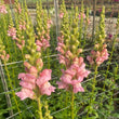 Load image into Gallery viewer, FARMGATE SNAPDRAGONS - MARKET BUNCH