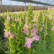 Load image into Gallery viewer, FARMGATE SNAPDRAGONS - MARKET BUNCH