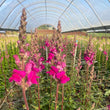 Load image into Gallery viewer, FARMGATE SNAPDRAGONS - MARKET BUNCH
