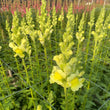 Load image into Gallery viewer, FARMGATE SNAPDRAGONS - MARKET BUNCH