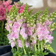 Load image into Gallery viewer, FARMGATE SNAPDRAGONS - MARKET BUNCH