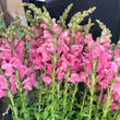 Load image into Gallery viewer, FARMGATE SNAPDRAGONS - MARKET BUNCH
