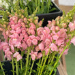 Load image into Gallery viewer, FARMGATE SNAPDRAGONS - MARKET BUNCH