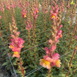 Load image into Gallery viewer, FARMGATE SNAPDRAGONS - MARKET BUNCH