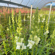 Load image into Gallery viewer, FARMGATE SNAPDRAGONS - MARKET BUNCH