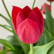 Load image into Gallery viewer, FARM FRESH TULIPS - SINGLE BUNCH (10 STEMS)