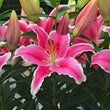 Load image into Gallery viewer, FARMGATE ORIENTAL LILY ( LILIES / LILIUM ) - SINGLE BUNCH (3 STEMS)