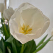Load image into Gallery viewer, FARM FRESH TULIPS - DOUBLE BUNCH (20 STEMS)