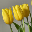 Load image into Gallery viewer, FARM FRESH TULIPS - DOUBLE BUNCH (20 STEMS)