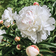 Load image into Gallery viewer, FARM FRESH PEONY ROSES - TRIPLE BUNCH (18 STEMS)