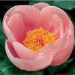 Load image into Gallery viewer, FARM FRESH PEONY ROSES - DOUBLE BUNCH (12 STEMS)
