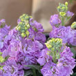 Load image into Gallery viewer, FARM FRESH STOCKS - DOUBLE BUNCH (10 STEMS)