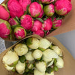 Load image into Gallery viewer, FARM FRESH PEONY ROSES - TRIPLE BUNCH (18 STEMS)