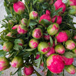 Load image into Gallery viewer, FARM FRESH PEONY ROSES - DOUBLE BUNCH (12 STEMS)