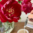 Load image into Gallery viewer, FARM FRESH PEONY ROSES - DOUBLE BUNCH (12 STEMS)