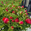 Load image into Gallery viewer, FARM FRESH PEONY ROSES - DOUBLE BUNCH (12 STEMS)