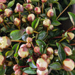 Load image into Gallery viewer, FARM FRESH PEONY ROSES - TRIPLE BUNCH (18 STEMS)