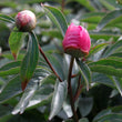 Load image into Gallery viewer, FARM FRESH PEONY ROSES - SINGLE BUNCH (6 STEMS)
