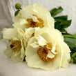 Load image into Gallery viewer, FARM FRESH PEONY ROSES - SINGLE BUNCH (6 STEMS)