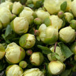 Load image into Gallery viewer, FARM FRESH PEONY ROSES - DOUBLE BUNCH (12 STEMS)