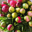 Load image into Gallery viewer, FARM FRESH PEONY ROSES - SINGLE BUNCH (6 STEMS)