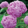 Load image into Gallery viewer, FARM FRESH PEONY ROSES - TRIPLE BUNCH (18 STEMS)