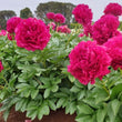 Load image into Gallery viewer, FARM FRESH PEONY ROSES - DOUBLE BUNCH (12 STEMS)