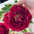 Load image into Gallery viewer, FARM FRESH PEONY ROSES - SINGLE BUNCH (6 STEMS)