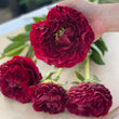 Load image into Gallery viewer, FARM FRESH PEONY ROSES - DOUBLE BUNCH (12 STEMS)